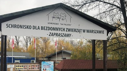 Coraz więcej zwierząt i coraz mniej adopcji. Na Paluchu liczą każdą złotówkę