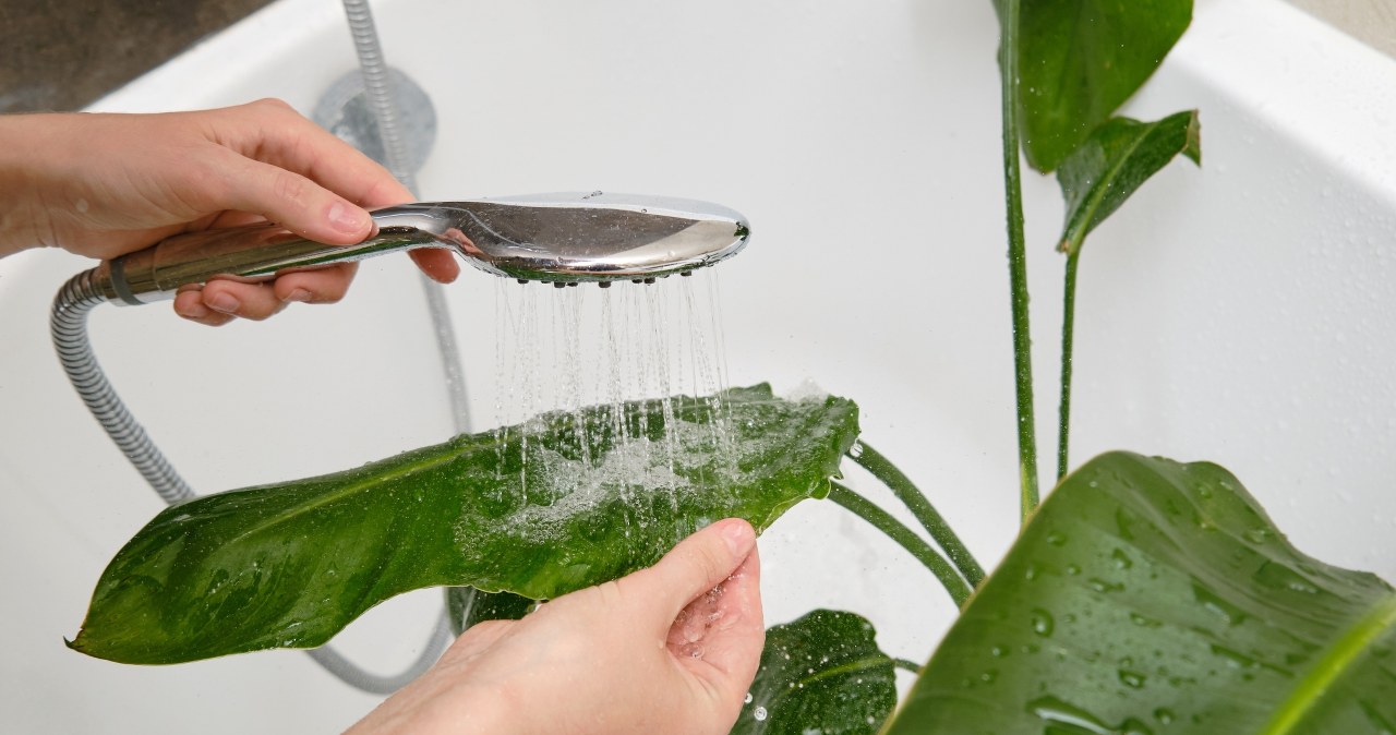 Tych roślin doniczkowych nie myj i nie zraszaj choćby latem. gwałtownie je zniszczysz