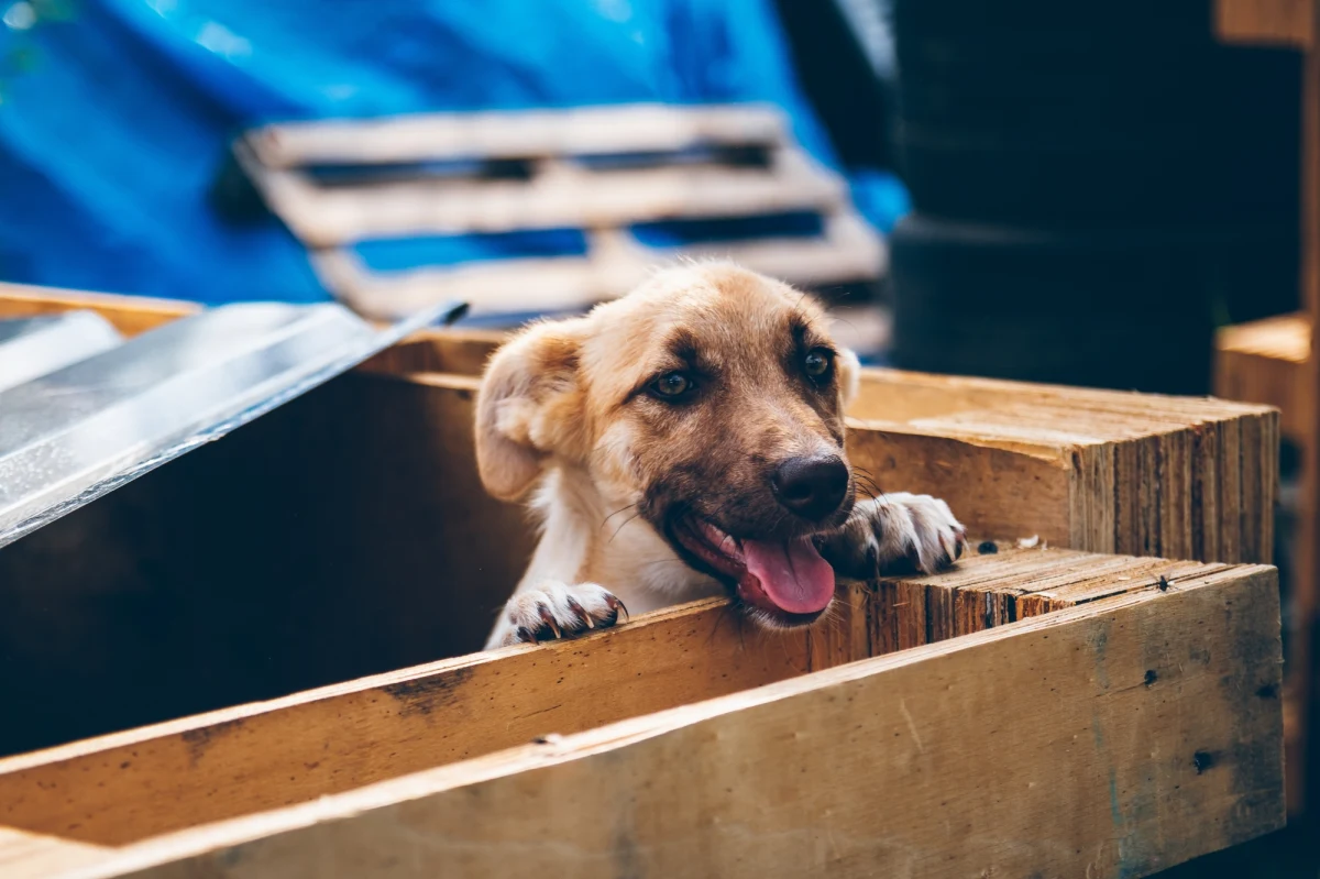 "W wyniku rosyjskiej agresji przeciwko Ukrainie zginęło 6 mln udomowionych zwierząt, w Morzu Czarnym zginęło 50 tysięcy delfinów" - poinformował prezydent Ukrainy Wołodymyr Zełenski.