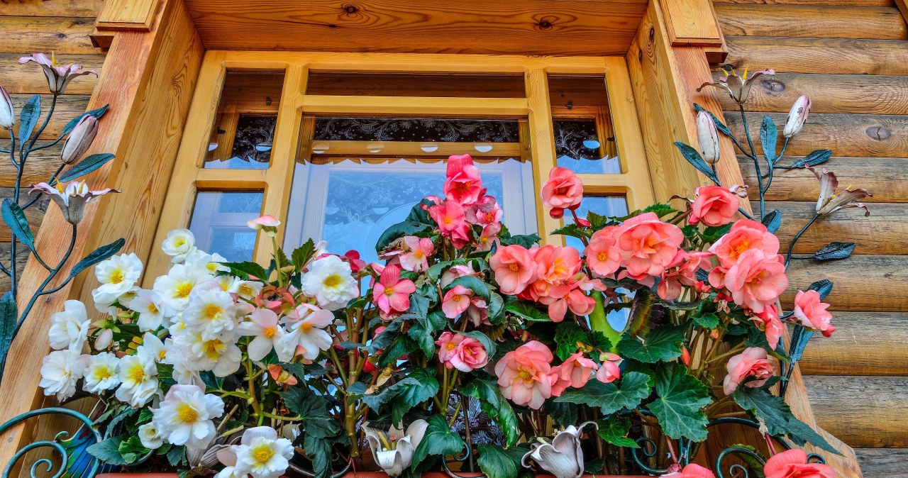 Koniecznie podlej tym begonie. Twój balkon utonie w nowych kwiatach na wiele miesięcy