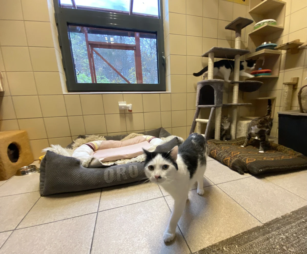 Swetry, bluzy i pościel - z nich powstały legowiska dla schroniska dla zwierząt w gdyńskim Ciapkowie. Ponad 70 takich posłań dla bezdomnych psów i kotów uszyli mieszkańcy Gdyni podczas akcji "Szyjemy dla Ciapkowa".