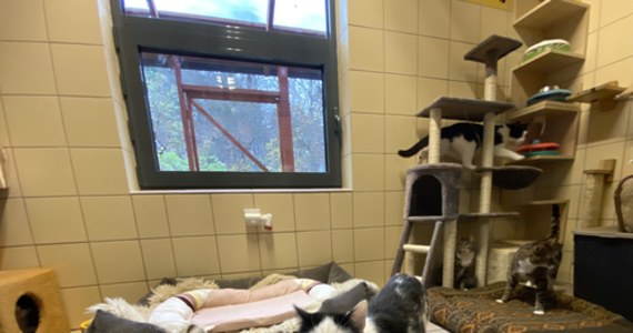 Swetry, bluzy i pościel - z nich powstały legowiska dla schroniska dla zwierząt w gdyńskim Ciapkowie. Ponad 70 takich posłań dla bezdomnych psów i kotów uszyli mieszkańcy Gdyni podczas akcji "Szyjemy dla Ciapkowa".