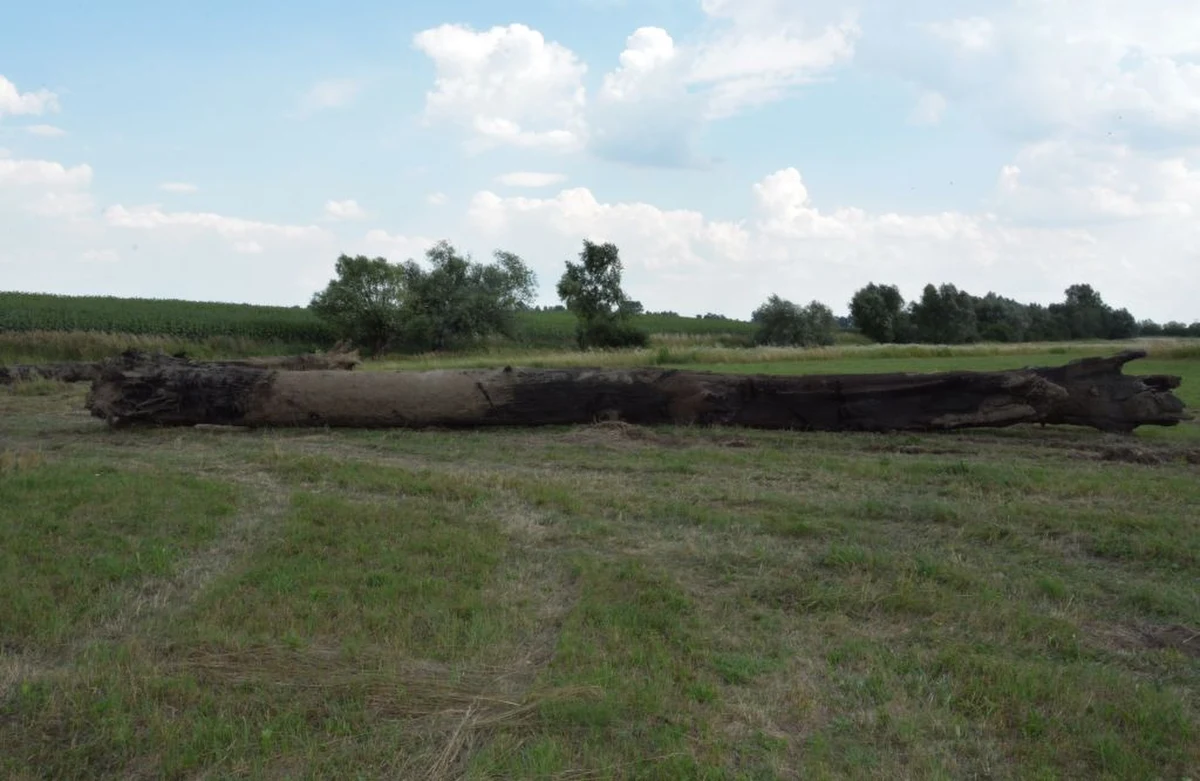 Dwaj młodzi mężczyźni odpowiedzą za usiłowanie kradzieży dwóch kłód czarnego dębu o wartości ponad 176 tys. złotych. Drewno to nazywane jest polskim hebanem, a osiąga takie ceny ze względu na rzadkość występowania.

