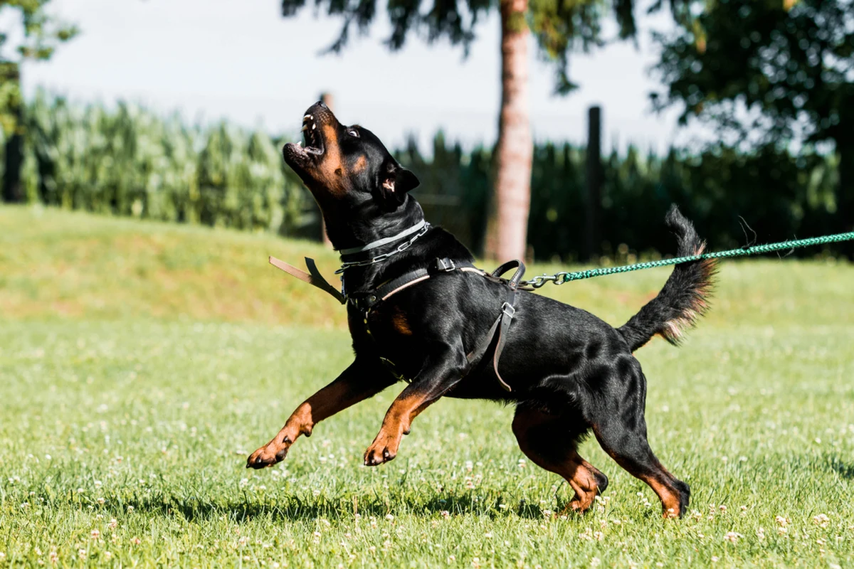 W czwartek w miejscowości Omięciny niedaleko Płońska ( Mazowieckie), 57-letni mężczyzna pracujący w jednym z gospodarstw, został  zaatakowany i dotkliwie pogryziony przez trzy psy - rottweilery. Poszkodowany przebywa w szpitalu w Warszawie, gdzie trafił w stanie zagrażającym życiu.