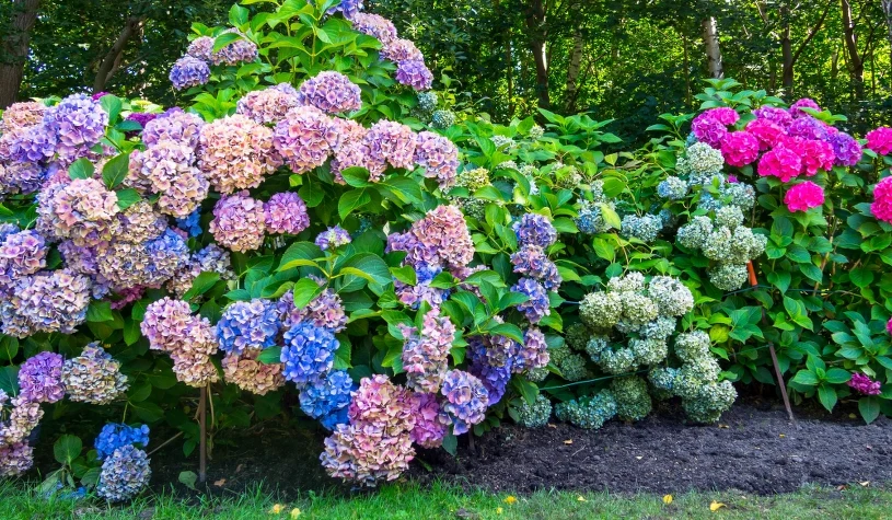 How to protect hydrangeas from scorching summer sun