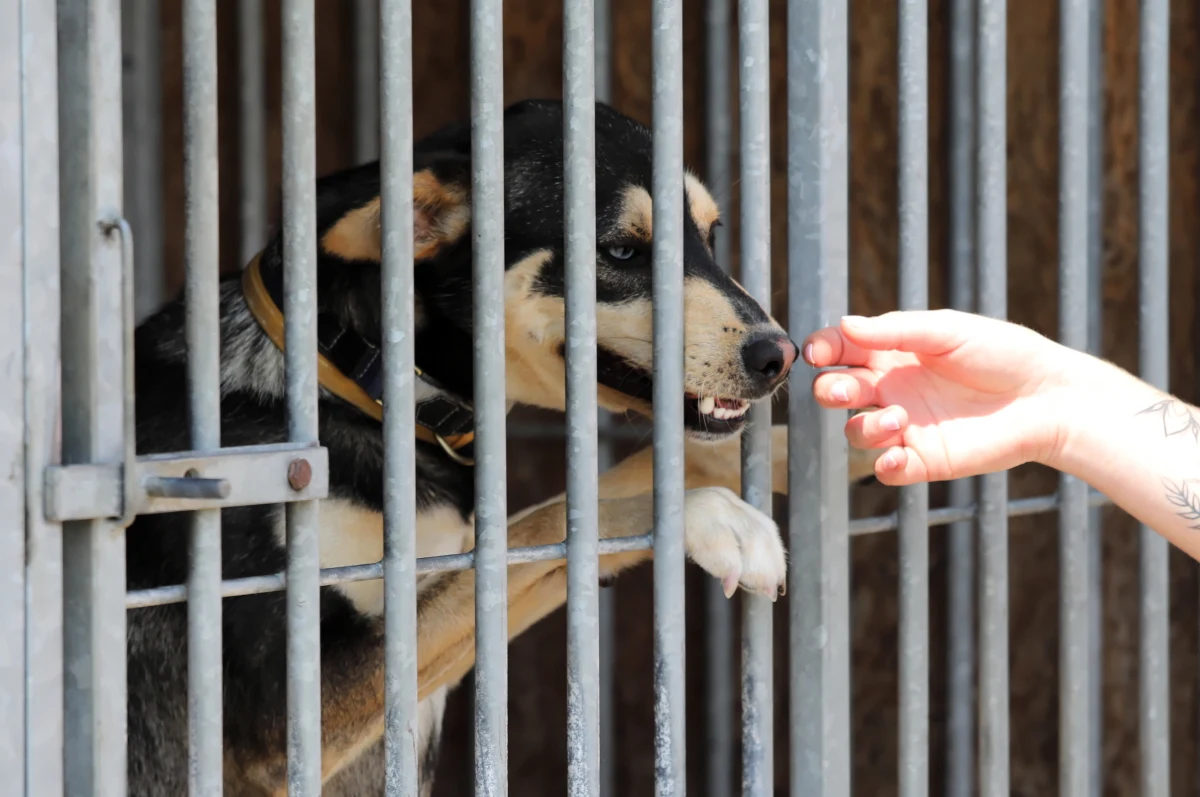 Schronisko dla Bezdomnych Zwierząt w Warszawie we współpracy z Pawilonem Edukacyjnym Kamień zaprasza na bezpłatne warsztaty z behawiorystką. Ich uczestnicy będą mogli nauczyć się m.in., jak funkcjonować w domu z psem ze schroniska. 