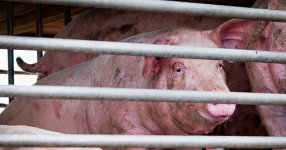 Stado świń wpadło do zbiornika z gnojowicą w miejscowości Mroczno w powiecie nowomiejskim (Warmińsko-Mazurskie). 11 zwierząt utonęło.