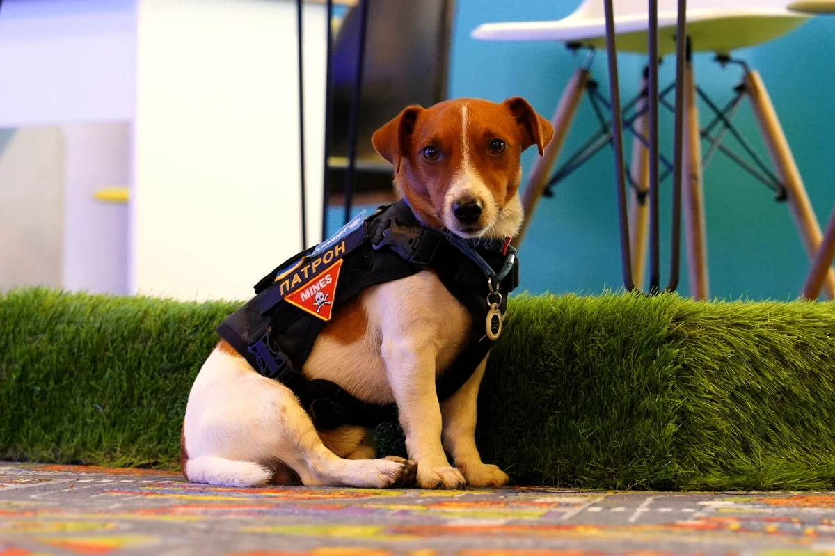 Pomagający ukraińskim saperom pies Patron, który cieszy się ogromną popularnością w sieci, został wyróżniony przez UNICEF. W Międzynarodowym Dniu Praw Dziecka nadano mu status Psa Dobrej Woli. 