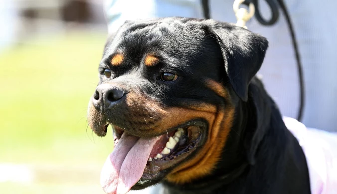 57-latek pogryziony przez rottweilery. Prokuratura wszczęła śledztwo