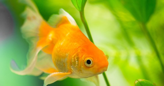 30 kilogramów - tyle waży Marchewka, czyli „złota rybka” złowiona przez wędkarza w łowisku Bluewater Lakes we francuskiej Szampanii. Marchewka jest hybrydą karpia i japońskiego karpia hodowlanego. Swoje imię zawdzięcza pomarańczowemu kolorowi łusek. 