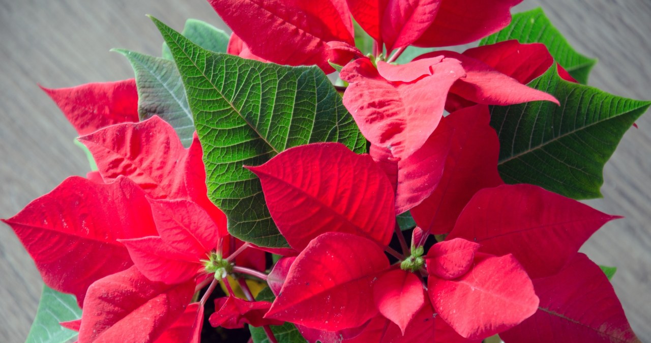 Co zrobić, żeby gwiazda betlejemska zakwitła? Nie wystarczy tylko podlewać Co zrobić, żeby gwiazda betlejemska zakwitła? Nie wystarczy tylko podlewać