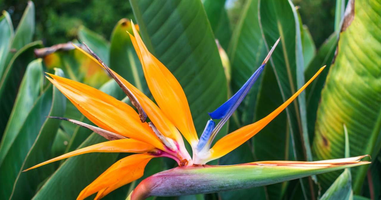 Storczyki są już passe. Teraz hitem wnętrz jest ta egzotyczna roślina
