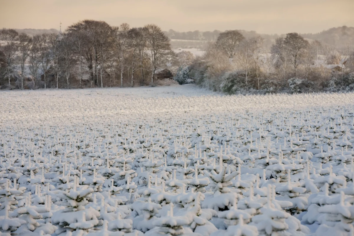 Synoptycy ostrzegają przed opadami niemal w całym kraju: na wschodzie będzie to śnieg, a im dalej na zachód śnieg będzie przechodził w deszcz ze śniegiem i sam deszcz. 