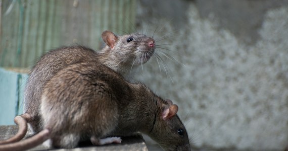 Policja w Indiach oskarżyła szczury o zjedzenie blisko 200 kilogramów marihuany skonfiskowanej handlarzom i przechowywanej na posterunkach - podał serwis BBC.