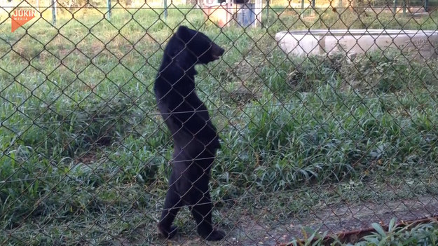 Co to za tajemniczy stwór?! Przyjrzyjcie się uważnie - tak, to spacerujący z gracją niedźwiedź.