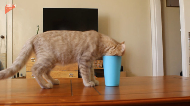 Spragniony kot zrobi wszystko, by dostać to, czego chce. Tak jak w tym przypadku - usiłuje napić się wody z kubka. Zabawne!