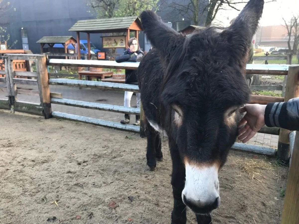 ​Jutro drugi mecz naszej reprezentacji na mistrzostwach świata w Katarze. Polska zmierzy się z Arabią Saudyjską. Kto wygra? Osiołek Zidane z wrocławskiego zoo wytypował zwycięstwo... Saudyjczyków.