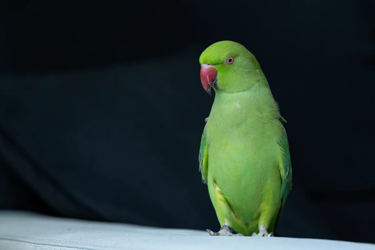 Zima za pasem, co oznacza, że lada moment zaczniemy dokarmiać ptaki. Do tej pory były to m.in. wróble, sikorki, gawrony, natomiast w Nysie zaczęły pojawiać się... papugi. A dokładnie aleksandretty obrożne. "Temperatury są często dodatnie, co sprawia, że aleksandretta obrożna potrafi u nas przetrwać zimę" - stwierdził Piotr Kamont, ornitolog i prezes Stowarzyszenia Ptaki Polskie. W internetowym Radiu RMF24 Paulina Sawicka pytała eksperta jak to się stało, że papugi znalazły się w Polsce.