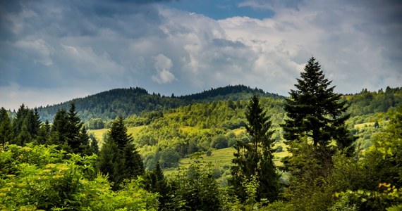 W Karpatach, jednej z ostatnich ostoi dzikiej przyrody w Europie, co godzinę znika las o powierzchni pięciu boisk piłkarskich – wynika z najnowszego raportu Greenpeace. Aktywiści uważają, że konieczne jest wprowadzenie nowego, międzynarodowego programu ochrony tego unikatowego rejonu Europy.   