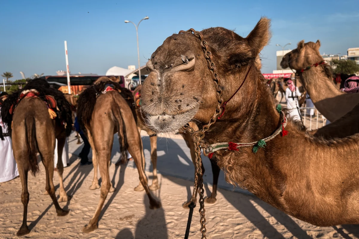 Dziś nieco inna strona piłkarskiego mundialu w Katarze. Ulice Dohy zapełnili, co prawda, kibice, ale jednak lokalne rytuały muszą odbywać się swoim rytmem. Na przykład w okolicy bazaru Souq Waqif można zobaczyć spacerujące wielbłądy. 