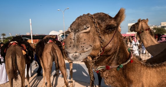Dziś nieco inna strona piłkarskiego mundialu w Katarze. Ulice Dohy zapełnili, co prawda, kibice, ale jednak lokalne rytuały muszą odbywać się swoim rytmem. Na przykład w okolicy bazaru Souq Waqif można zobaczyć spacerujące wielbłądy. 