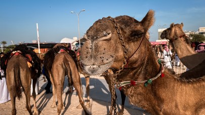 Prosto z Kataru: Po ulicach Dohy spacerują kibice i… wielbłądy 