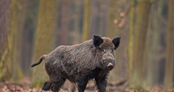 Nadleśnictwo Gdańsk apeluje, aby unikać spacerów w lasach wokół Sopotu w środę, 30 listopada. Na ten dzień zaplanowano odstrzał dzików.