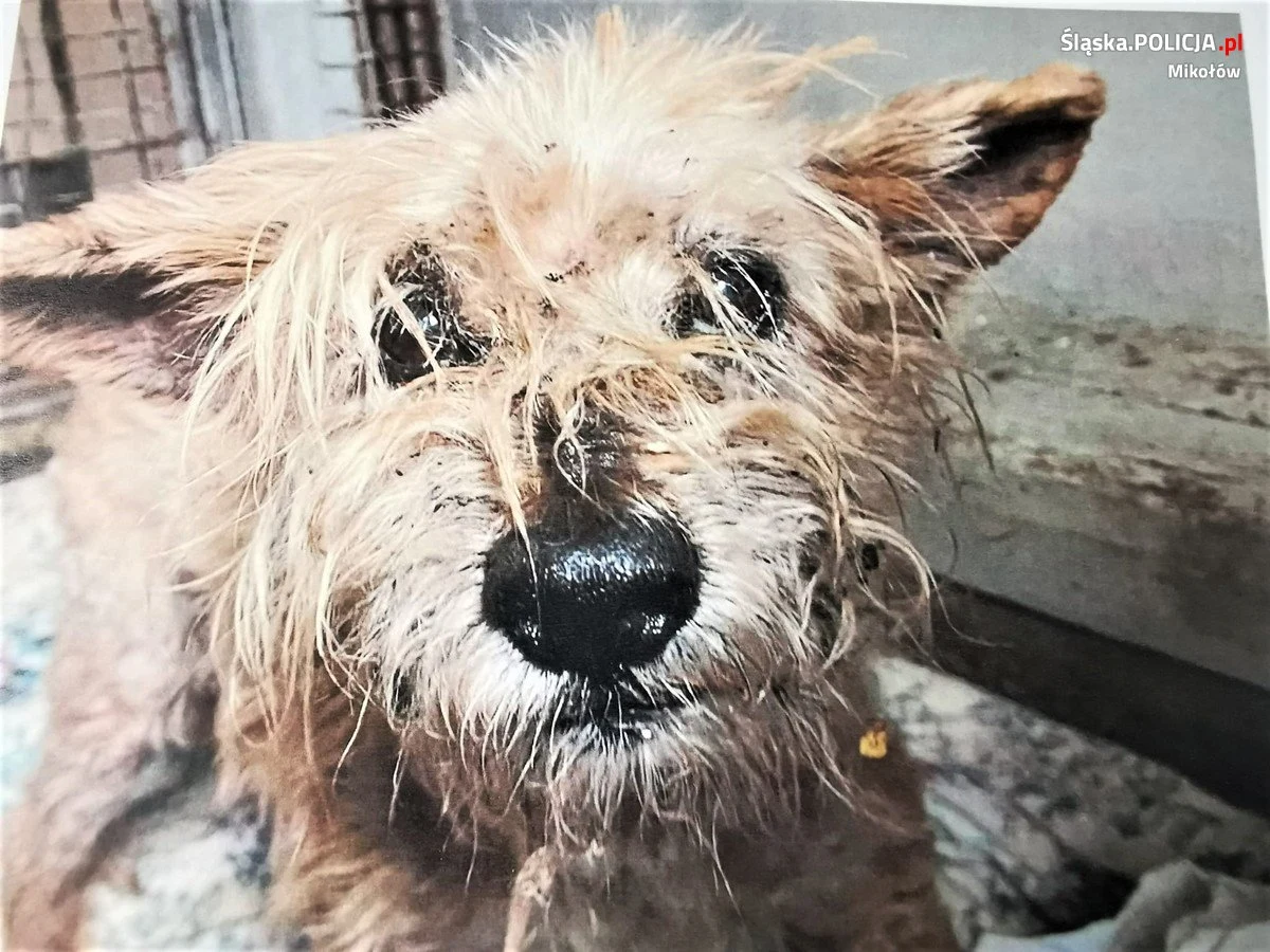Do trzech lat więzienia grozi 73-latkowi z Łazisk Górnych, który usłyszał zarzut znęcania się nad własnym psem. Mężczyzna doprowadził czworonoga do skrajnego zaniedbania i wyczerpania. Zwierzę miało m.in. nieleczoną anemię, infekcję oczu, uszu, zapalenie wątroby i liczne pasożyty.

