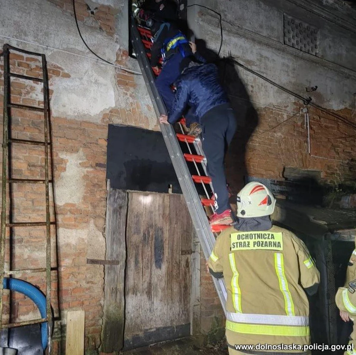 Zamiar kradzieży rasowych gołębi miał 40-latek zatrzymany przez policjantów w Kamieńcu Ząbkowickim na Dolnym Śląsku. Właściciel ptaków zastał intruza w gołębniku i zatrzasnął go w środku. W opuszczeniu pomieszczenia, które znajdowało się 5 metrów nad ziemią mężczyźnie  pomogli strażacy, a kiedy tylko po drabinie zszedł na dół zatrzymali go policjanci.        


