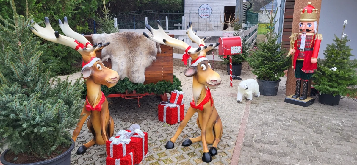 W miejscowości Psarskie pod Śremem w Wielkopolsce stanęła mała wioska z dwoma prawdziwymi reniferami. Wybraliśmy się na miejsce, by zobaczyć, co czeka na odwiedzających. 