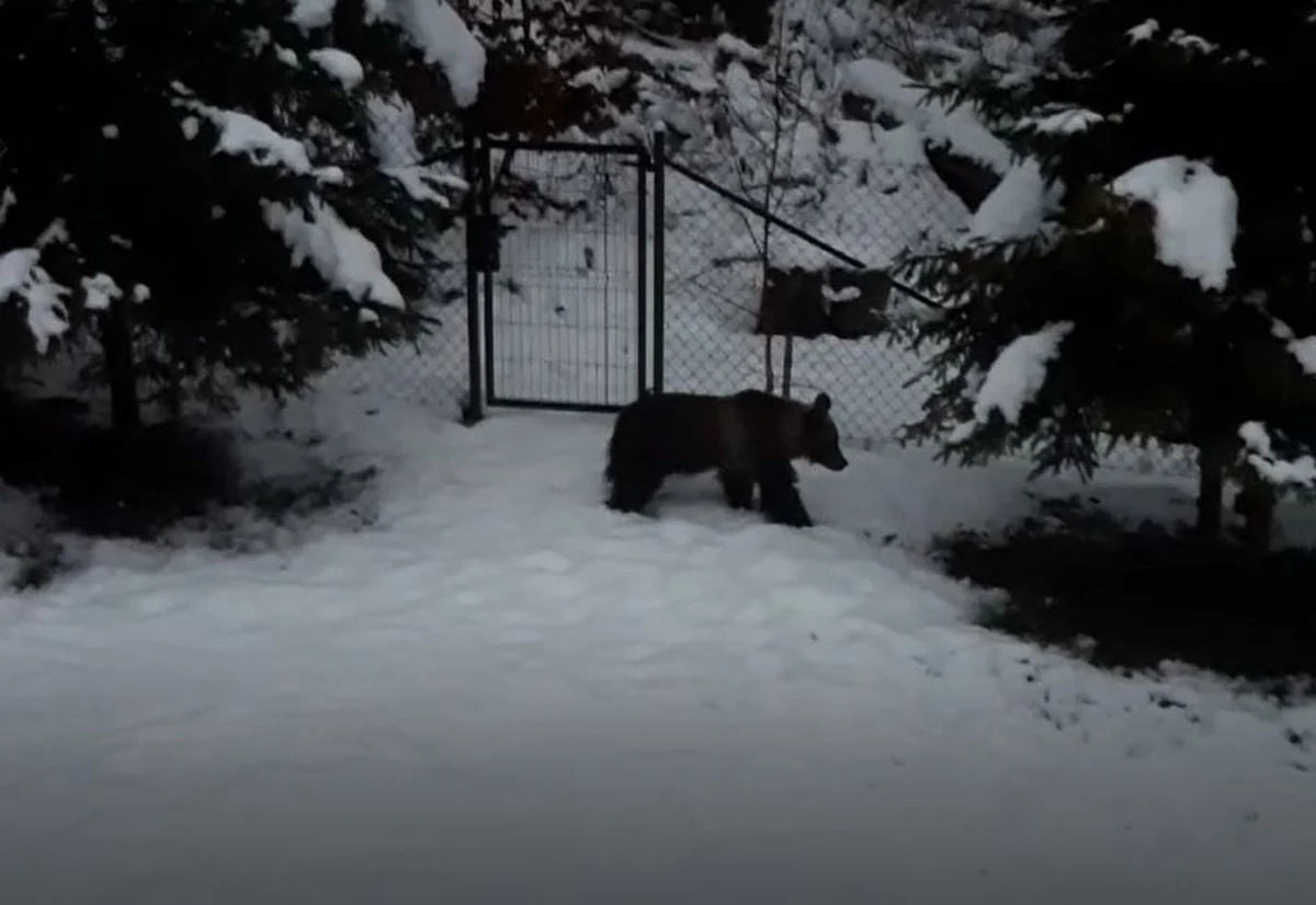 Młody niedźwiadek niemal codziennie odwiedza ogród pani Agnieszki, która mieszka tuż przy lesie w Kościelisku. Ostatnio zjadł bałwankowi marchewkę i wyjadł ziarno z karmików dla ptaków. Nie przejmuje się obecnością domowników. 