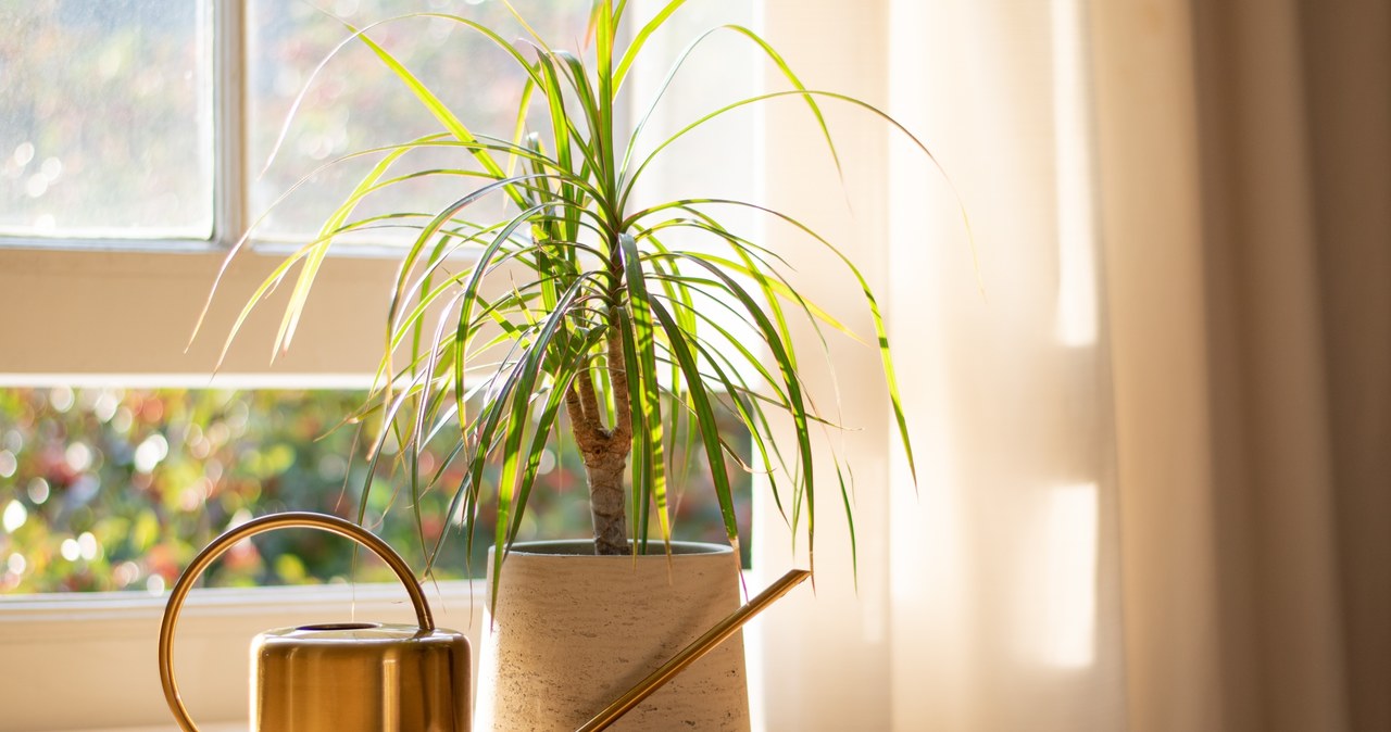 Tego nie lubi dracena. Uważaj na te błędy, jeżeli nie chcesz jej zniszczyć