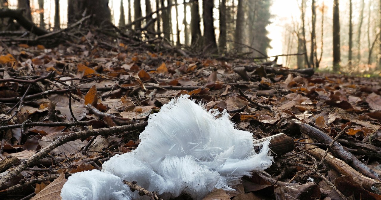 Natura, jest, niesamowita, zdanie, istny, truizm, jednak, rusz, musimy, powtarzać, gdyż, jesteśmy, zaskakiwani, nowymi, zjawiska Lodowe włosy pojawiły się w lesie. Trudno oderwać od nich wzrok