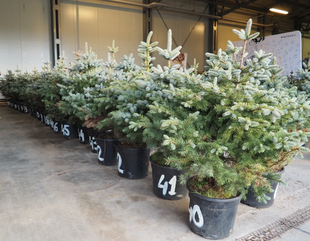 W tym roku mieszkańcy Trójmiasta zamiast kupować będą mogli wypożyczyć choinkę. Do wydania będzie 250 świątecznych drzewek w doniczce. Biorąc udział w akcji, wspieramy Pomorski Ośrodek Rehabilitacji Dzikich Zwierząt „Ostoja”. Wypożyczalnia startuje we wtorek, 6 grudnia. 