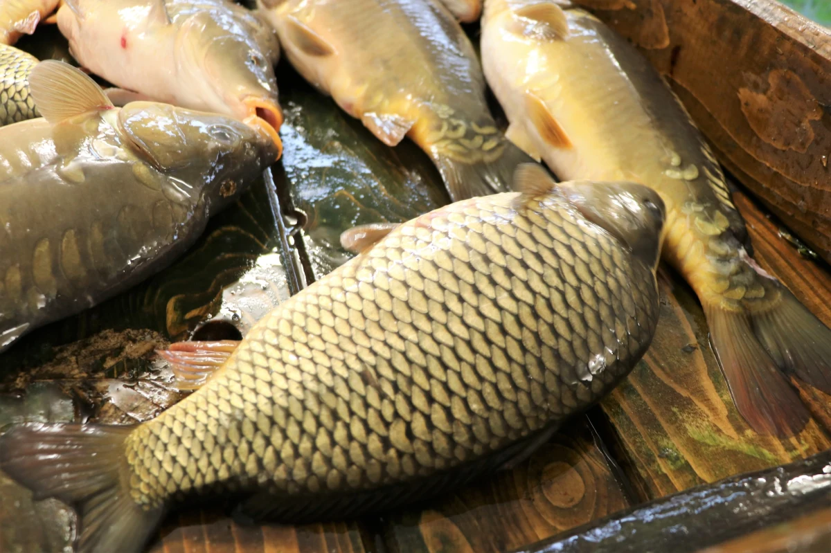 Już od poniedziałku, 5 grudnia, w Krakowie będą rozdawane przedświąteczne posiłki, m.in. smażone karpie. Akcję przygotowało Gospodarstwo Rybackie Dolina Będkowska. "Panuje tu dogodny mikroklimat, a wody są najczystszej klasy" - mówi Bartłomiej Szczoczarz, organizator akcji. Rozdanych zostanie 10 tysięcy porcji karpia, ale także kapusta z grochem oraz barszcz czerwony. 