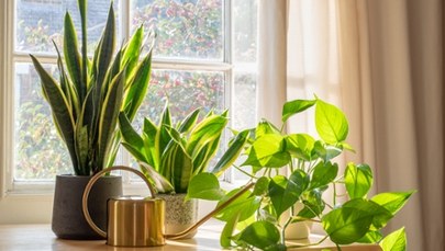 Rośliny, które oczyszczają powietrze z toksyn