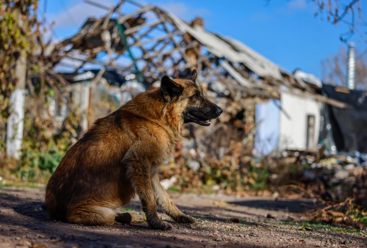 Deputowany komunistycznej partii w Rosji Viktor Makarow zaproponował, by bezdomne psy wykorzystać do działań wojennych prowadzonych w Ukrainie. Zwierzęta miałyby być szkolone do przeprowadzania samobójczych ataków. 
