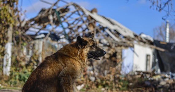 Deputowany komunistycznej partii w Rosji Viktor Makarow zaproponował, by bezdomne psy wykorzystać do działań wojennych prowadzonych w Ukrainie. Zwierzęta miałyby być szkolone do przeprowadzania samobójczych ataków. 