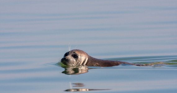 Około 2500 martwych fok zostało znalezionych na wybrzeżu Morza Kaspijskiego w Rosji w ciągu kilku ostatnich dni. Przyczyny ich masowego wyginięcia nie są znane. 