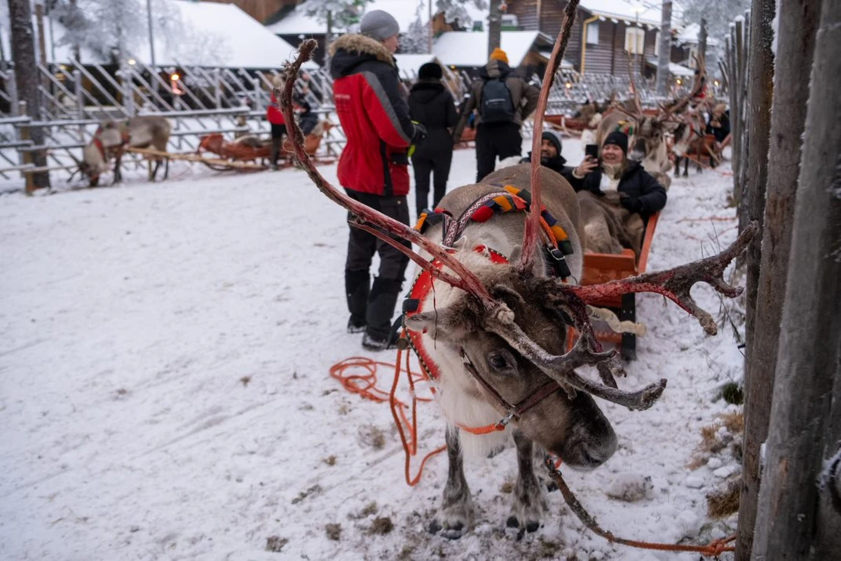 Lubią tańczyć, grać w piłkę nożną, a w ich menu można znaleźć... muchomory! Z okazji Dnia Świętego Mikołaja i w oczekiwaniu na święta Bożego Narodzenia przyglądamy się wiernym i wdzięcznym futrzastym kompanom tego, który mieszka za kołem podbiegunowym i co roku okrąża Ziemię, rozwożąc prezenty.