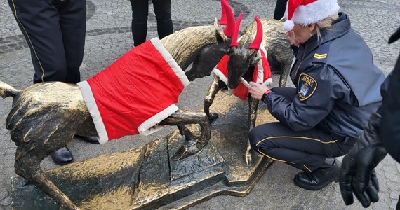 Pyrek i Tyrek - dwa poznańskie koziołki stojące na placu Kolegiackim -  zostali ubrani w świąteczne, mikołajowe stroje. Mają teraz czerwono-białe kubraczki i specjalne ocieplacze na rogi.

