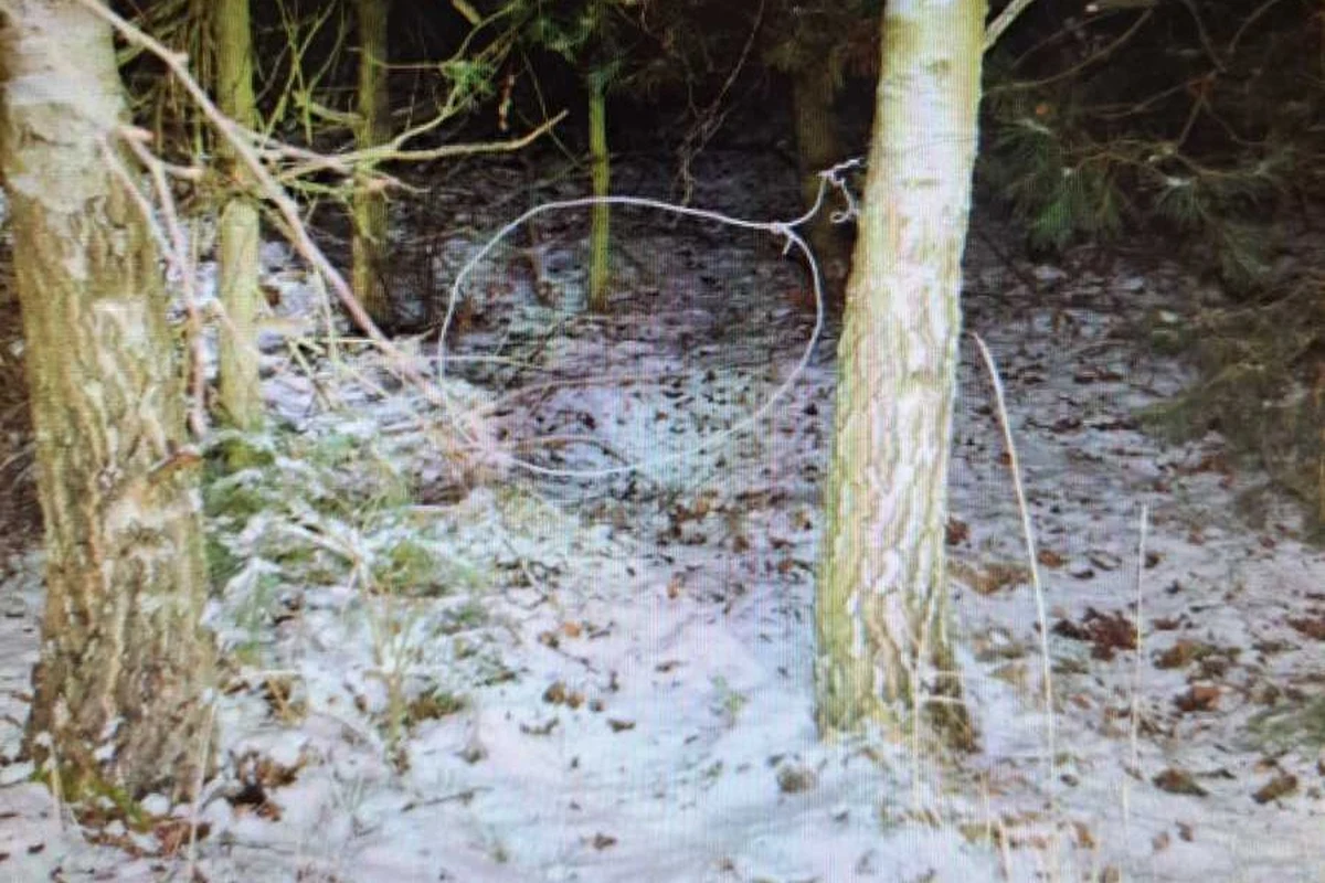 W lesie w Wygiełzowie (Łódzkie) przypadkowe osoby uwolniły z wnyków sarnę. Wezwani na miejsce policjanci, idąc po śladach butów i opon roweru dotarli do posesji dwóch mężczyzn, którzy odpowiedzą teraz za kłusownictwo i uśmiercanie zwierząt.   

