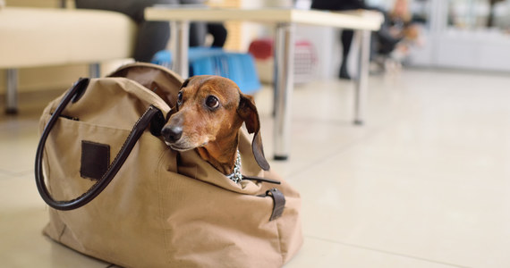 Najpierw kot w walizce, a teraz pies w plecaku - amerykańska Administracja ds. Bezpieczeństwa Transportu informuje o coraz to dziwniejszych znaleziskach w bagażach pasażerów.