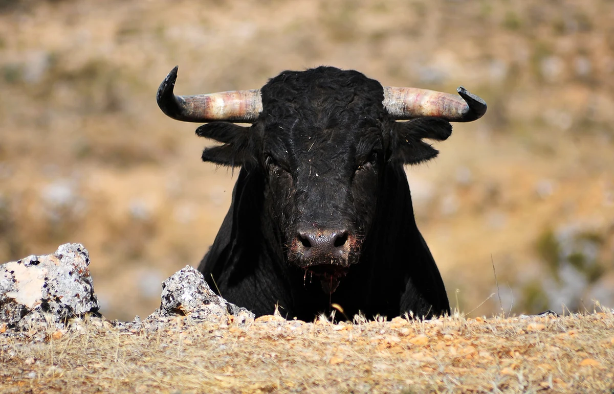 Policja z kraju związkowego Nadrenia Północna-Westfalia w zachodnich Niemczech apeluje o pomoc w rozwiązaniu potencjalnie bardzo niejasnej sprawy. Z jednego z tamtejszych gospodarstw miały zostać skradzione pojemniki z nasieniem byków.