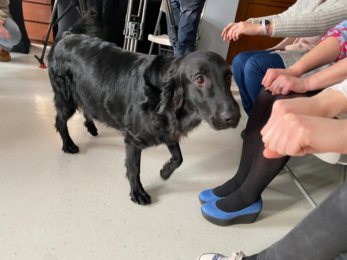 Na dziecięcy oddział psychiatryczny szpitala im. Babińskiego w Łodzi regularnie zagląda terapeutka India. To 6-letnia, czarna flat coated retrieverka, bardzo energiczna i otwarta na kontakt z człowiekiem. Wywołuje uśmiech, pozwala łagodzić stres i zapomnieć na chwilę o problemach.