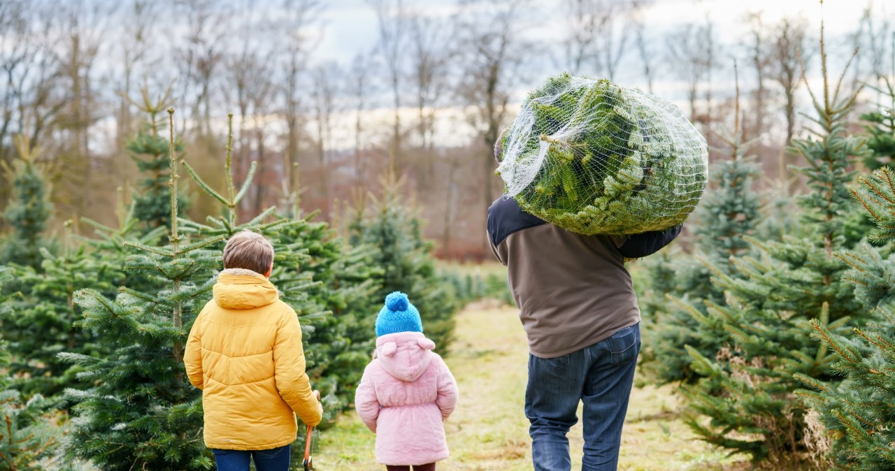 Ile kosztuje choinka? Poznaj tegoroczne ceny za jodłę i świerka