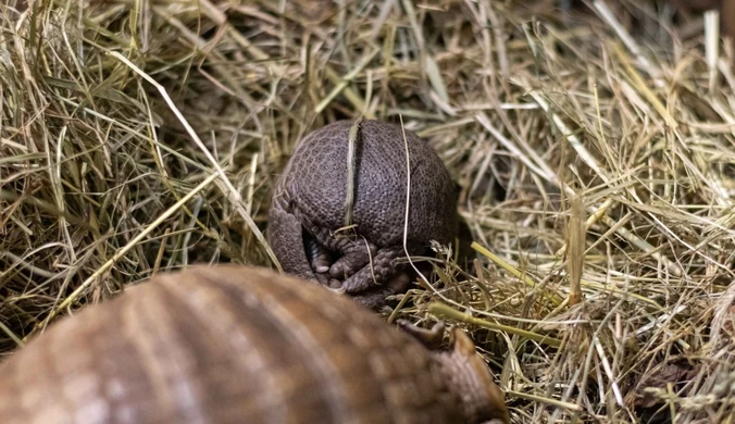 Bolita południowy w Warszawie. Zoo pokazalo zdjęcia