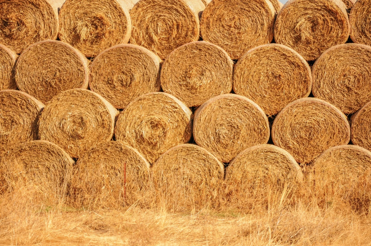 36-latek z Białej Piskiej odpowie za kradzież z łąki 30 bel siana. Po zatrzymaniu mężczyzna tłumaczył policjantom, że nie chciał, by pasza się zmarnowała. Większość skradzionego siana została już zjedzona przez bydło.

