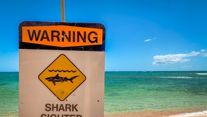 Atak 3,5-metrowego rekina na Hawajach 