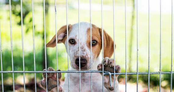 Spełnienie marzenia dzieci - taka motywacja często towarzyszy osobom, które przed Bożym Narodzeniem zabierają bezdomne psy i koty ze schroniska. Bywa, że po świętach zwierzaki wracają. Gdańskie schronisko "Promyk" na trzy tygodnie, od 19 grudnia do 8 stycznia, zawiesza adopcje.

